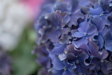 HYDRANGEA
