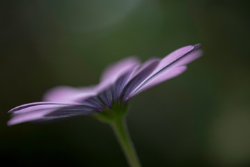 Obraz premium PINK FLOWER