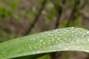 Dew drops on a green leaf after the rain are transparent to the design