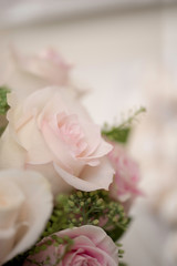 PINK ROSE
