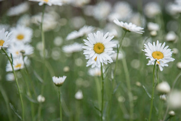 WHITE FLOWERS