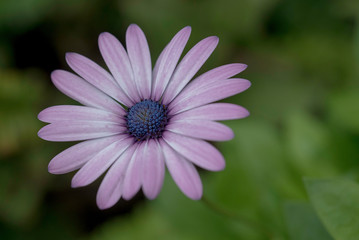 Obraz premium PRETTY PINK FLOWER