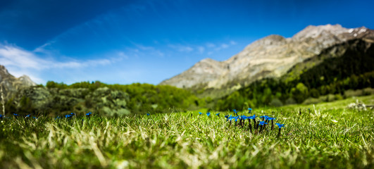 Blauer Enzian in den Bergen