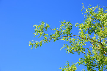 Piękna zielona gałązka wierzby karłowatej na tle niebieskiego nieba.	