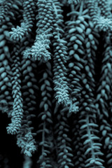 CACTUS PLANT USING A BLUE EFFECT