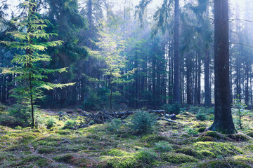 sunbeams in coniferous forest