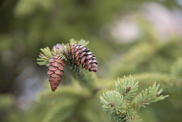 PINE TREE UP CLOSE