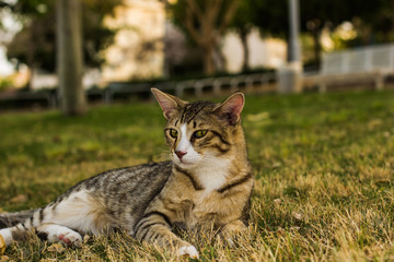 Naklejka na ściany i meble calm domestic cat lay on a green grass park outdoor meadow and looking somewhere side ways 