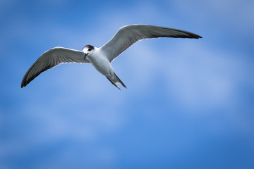 Seagull in blue sky.