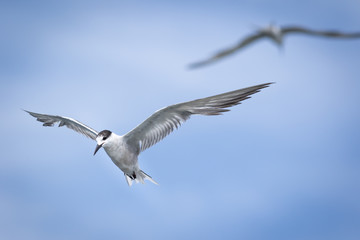 Seagull in blue sky.