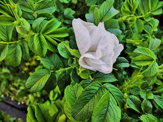 fresh basil leaves in the garden