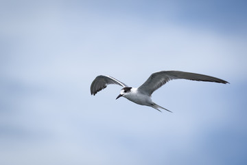Seagull in blue sky.