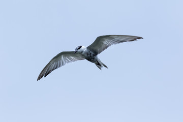 Seagull in blue sky.