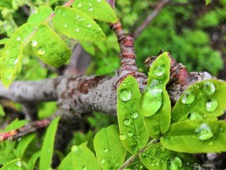 caterpillar on leaf