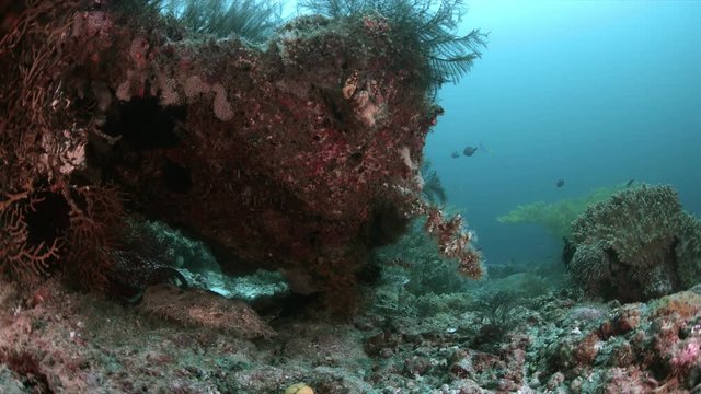 Tasselled Wobbegong on a coral reef. South Raja Ampat dive site Anchor Mistake 4k footage