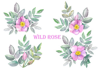 Watercolor compositions with wild rose. Pink flowers and leaves isolated on white background