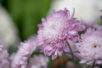 Fototapeta premium PINK FLOWER IN A GARDEN