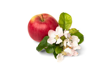Red apple with flowers isolated on white background.