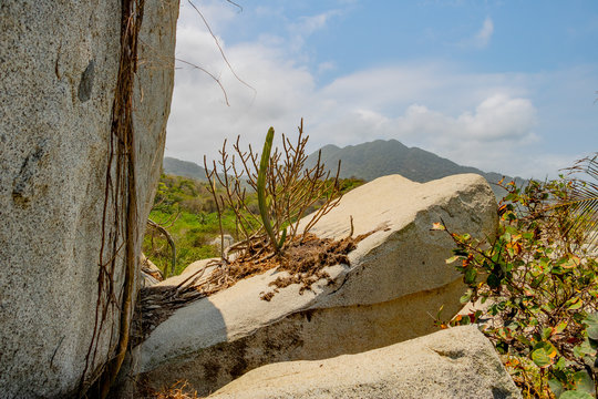  big rock with katus on it in a tropical hot landscape