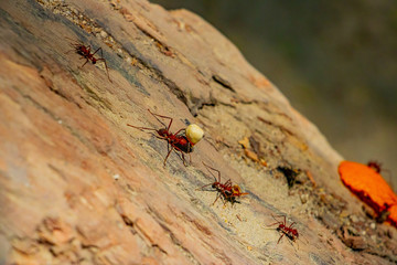 Ameisen arbeiten in den Tropen Südamerikas und bilden eine Ameisen Straße
