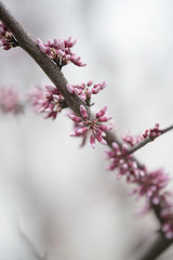 FLOWERS ON A BRANCH BEGINNING TO BUD