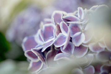 A HYDRANGEA FLOWER UP CLOSE