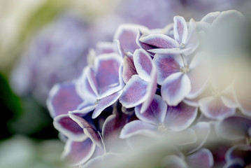 HYDRANGEA UP CLOSE