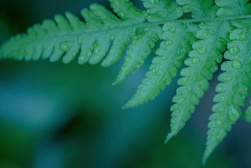 Fototapeta premium A FERN WITH WATER DROPS