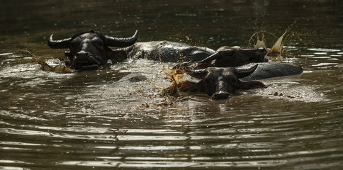 Buffalo soak bathe in river