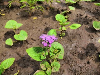 seedlings in soil