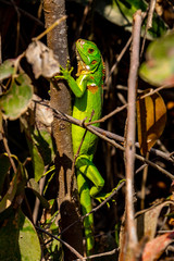 junger grüner Leguan