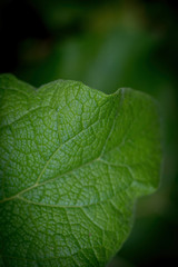 Fototapeta premium LEAF IN MACRO