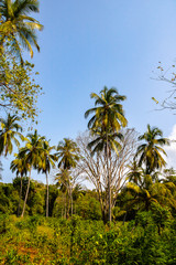 Fototapeta na wymiar large tropical palm trees in the Caribbean