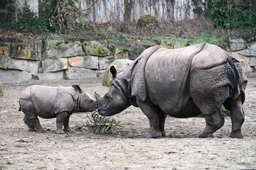 Fototapeta premium mother and baby rhinoceros