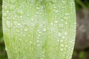 Dew drops on a green leaf after the rain are transparent to the design