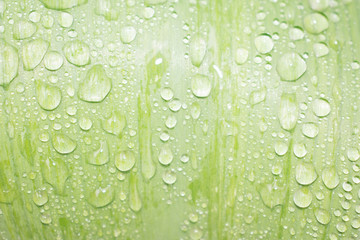 Dew drops on a green leaf after the rain are transparent to the design