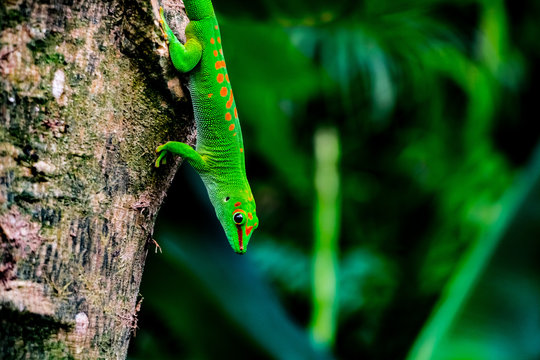 grüner Gecko auf Baum, Madagaskar Taggecko