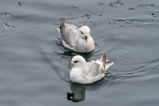 Two Northern Fulmars (Fulmarus glacialis) swimming