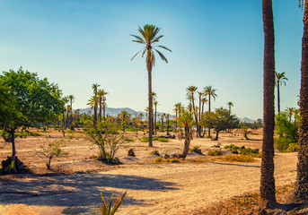 Palm trees standing in a desert in a Palmeraie, Marrakesh. It is nature background of Morocco,...