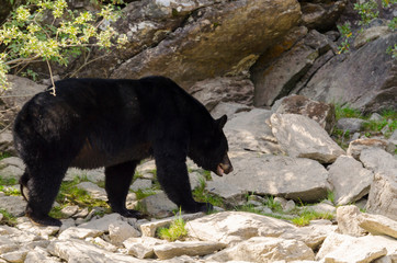 brown bear on the banks of the Blue River in Canada