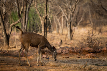 An alert tail up sambar deer or Rusa unicolor portrait in a beautiful light at ranthambore national park, rajasthan, India