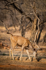 Naklejka na ściany i meble An alert tail up sambar deer or Rusa unicolor portrait in a beautiful light at ranthambore national park, rajasthan, India