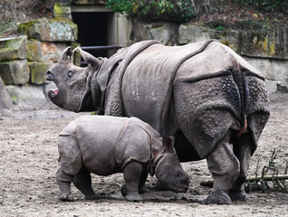 mother and baby rhinoceros
