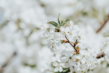 Obraz premium Beautiful nature scene with blooming tree and sun flare