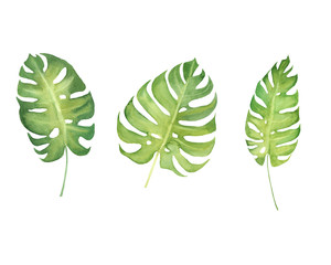 hand drawn watercolor set of tropical plant monstera leaves isolated on white background