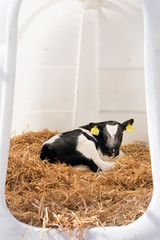 black and white calf inside plastic box on straw in holland © ahavelaar
