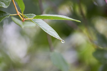 a small drop of water after the rain leaves