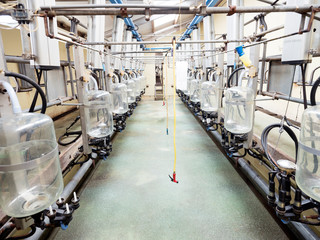 empty milking parlour on dutch farm in holland