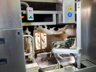black and white cow stands in milking robot on dutch dairy farm in holland