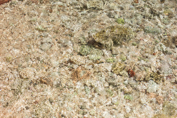 The seabed close up
